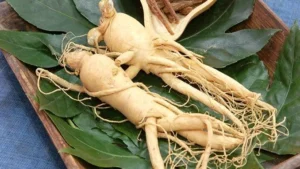 Panax Ginseng