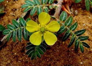 Tribulus Terrestris